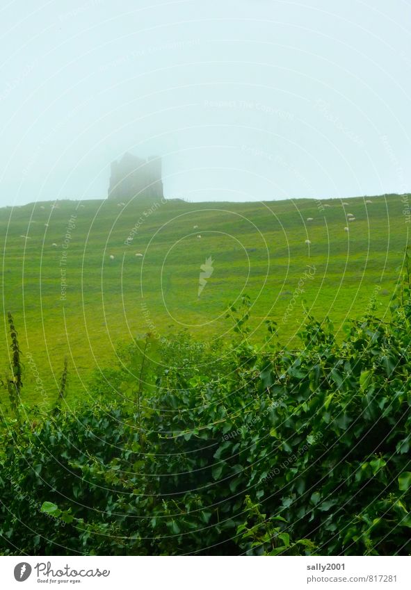 one of these foggy days in England... Landschaft Sommer Wetter schlechtes Wetter Nebel Gras Sträucher Park Wiese Feld Hügel Burg oder Schloss Ruine Bauwerk