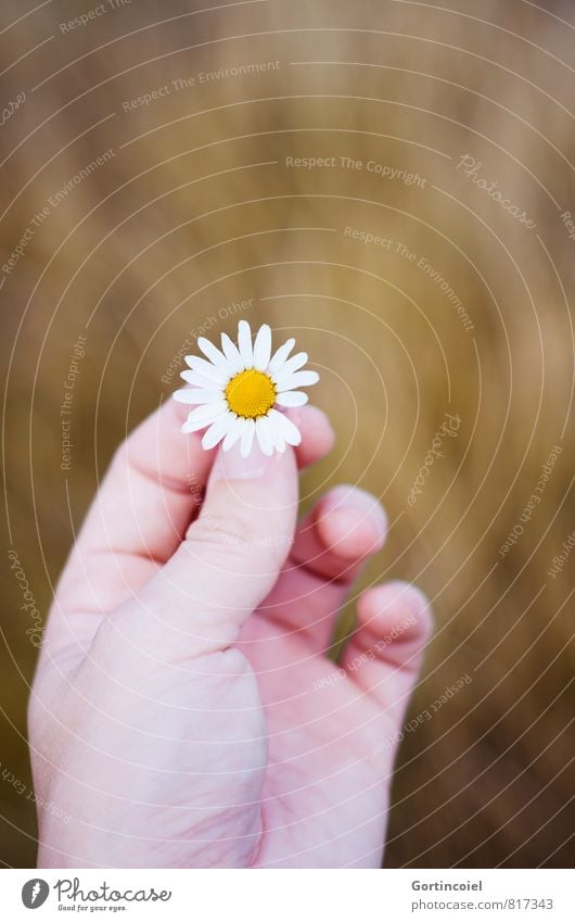 Kamille Hand Finger Pflanze Sommer Blume Feld schön Kamillenblüten festhalten Blüte Wiesenblume Farbfoto Außenaufnahme Textfreiraum oben Schwache Tiefenschärfe