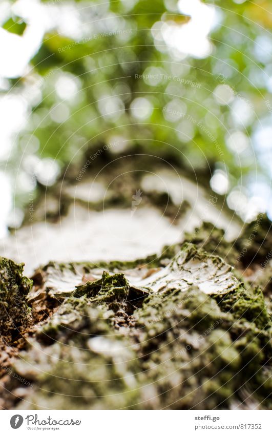 Birkenrinde Pflanze Baum Grünpflanze Park alt außergewöhnlich gigantisch hoch natürlich braun grün weiß Ewigkeit Natur Umwelt Verfall Vergangenheit