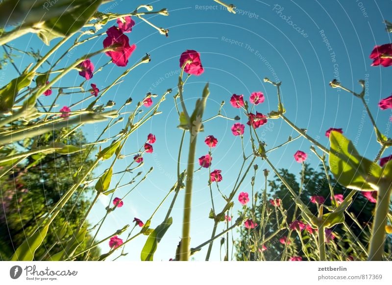 Lichtnelke Garten Schrebergarten Natur Park Sommer Wachstum Blume Blüte Blühend Froschperspektive Himmel Wolkenloser Himmel Pflanze kronenlichtnelke