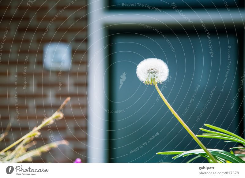 Pusteblume Natur Pflanze Baum Blatt Blüte Löwenzahn Fröhlichkeit blau braun Lebensfreude Frühlingsgefühle Idylle Wachstum Wege & Pfade Farbfoto Gedeckte Farben