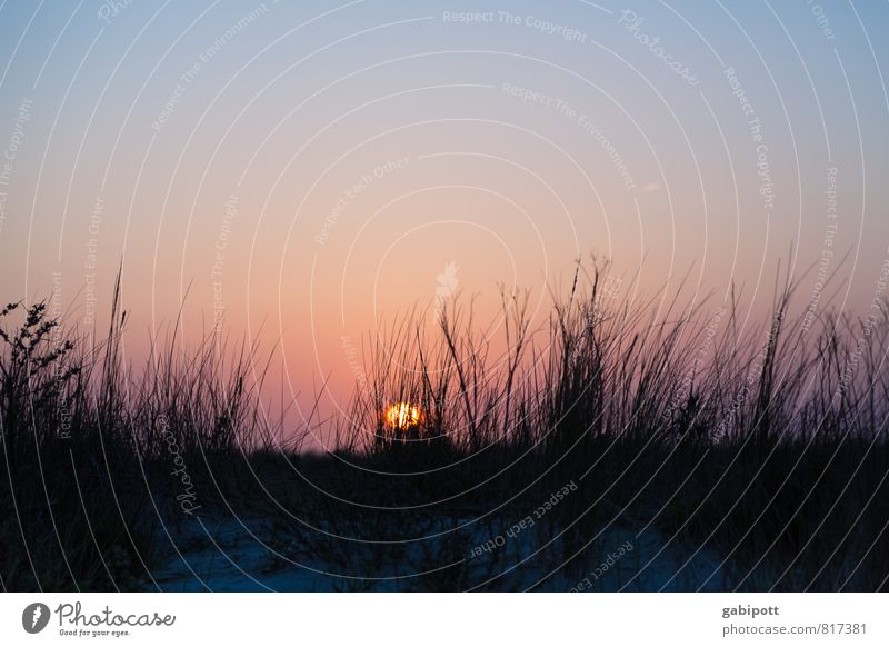 da geht sie hin Umwelt Natur Landschaft Pflanze Urelemente Erde Sand Sonnenaufgang Sonnenuntergang Sommer Schönes Wetter Gras Sträucher Strand Nordsee Ostsee