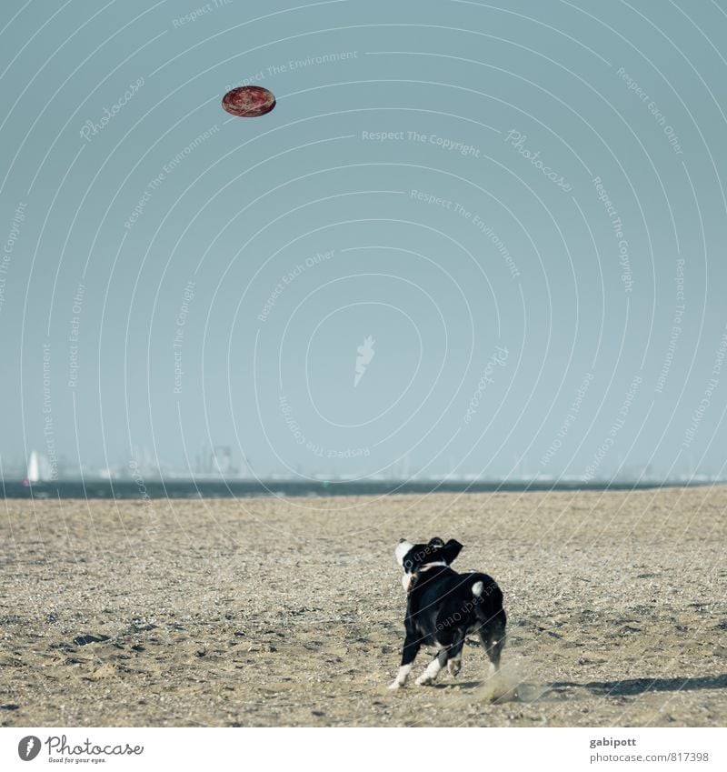 spannung Landschaft Sand Wolkenloser Himmel Horizont Schönes Wetter Küste Strand Nordsee Ostsee Meer Tier Haustier Hund 1 fangen sportlich frei Fröhlichkeit