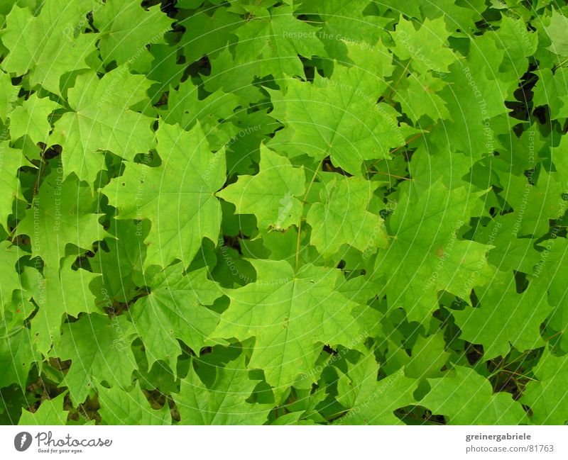 Kanadisches Wahrzeichen Kanada Ahorn Blatt grün Frühling Sommer Natur