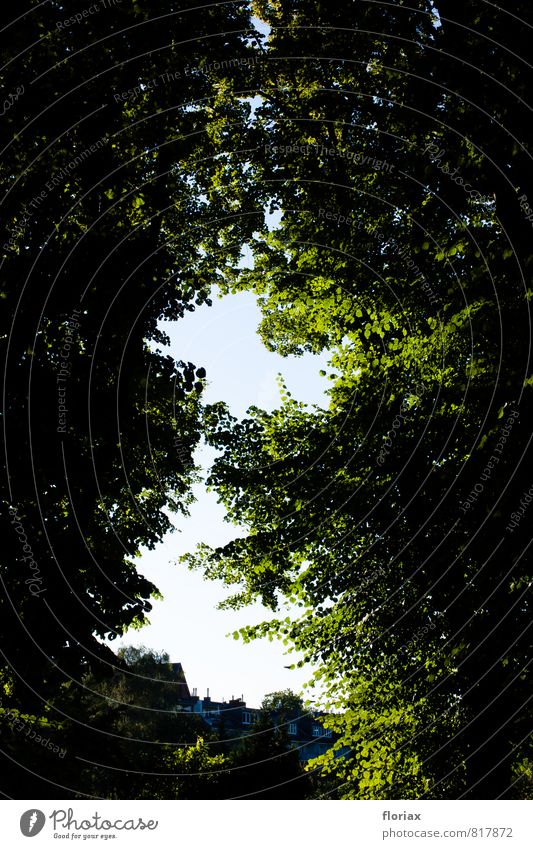 lichtblick ruhig Sommer Natur Schönes Wetter Baum Park Köln Stadt Stadtrand Menschenleer Erholung grün Zufriedenheit Lebensfreude Akzeptanz Vertrauen Sicherheit