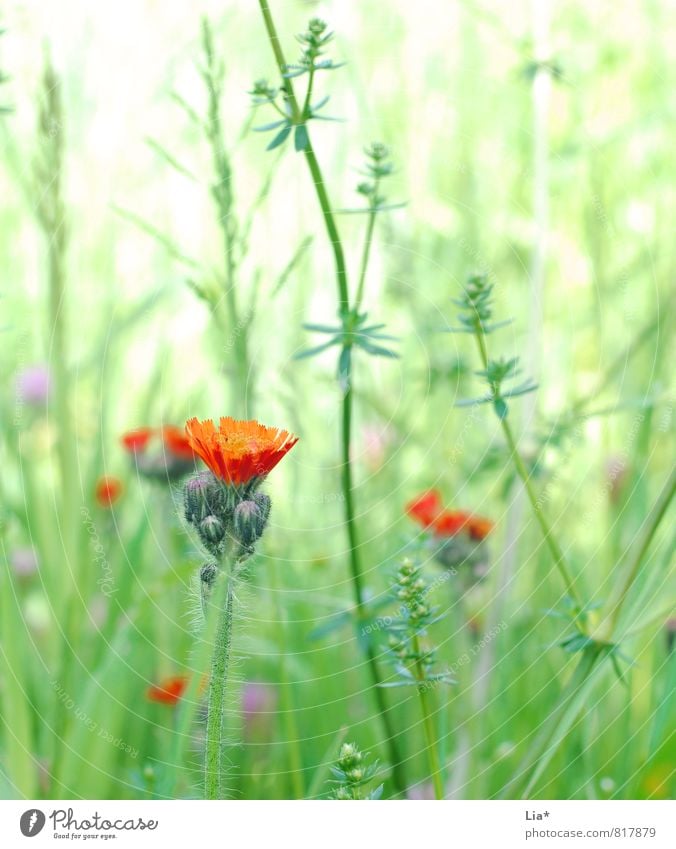 Sommerwiese Natur Pflanze Blume Gras Wiese Feld Blühend Wachstum grün Blumenwiese Blütenknospen grasgrün Farbfoto Außenaufnahme Nahaufnahme Detailaufnahme