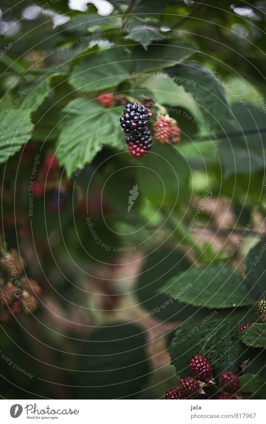 brombeeren Natur Pflanze Grünpflanze Nutzpflanze Brombeeren Frucht Garten frisch Gesundheit natürlich Farbfoto Außenaufnahme Menschenleer Tag