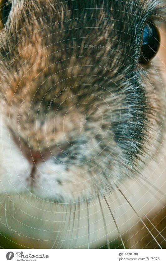 Schnuff schnuff Haare & Frisuren Gesicht Auge brünett Haustier Wildtier Tiergesicht Fell Hase & Kaninchen 1 authentisch einfach frech nah natürlich Neugier