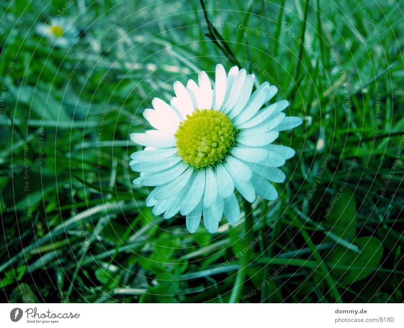 Gänseblümchen Blume grün Frühling Makroaufnahme