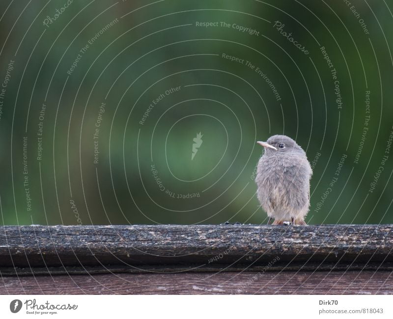 Mama? Garten Park Lagerschuppen Dach Wildtier Vogel Singvögel Rotschwanz Hausrotschwanz Tierjunges 1 Holz hocken warten kuschlig klein niedlich weich braun grau