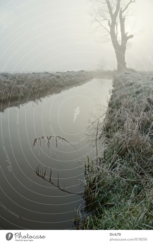 Stiller Morgen im Dezember Sonne Sonnenlicht Winter Nebel Eis Frost Baum Gras Schilfrohr Wiese Feld Moor Sumpf Wassergraben alt bedrohlich dunkel fantastisch