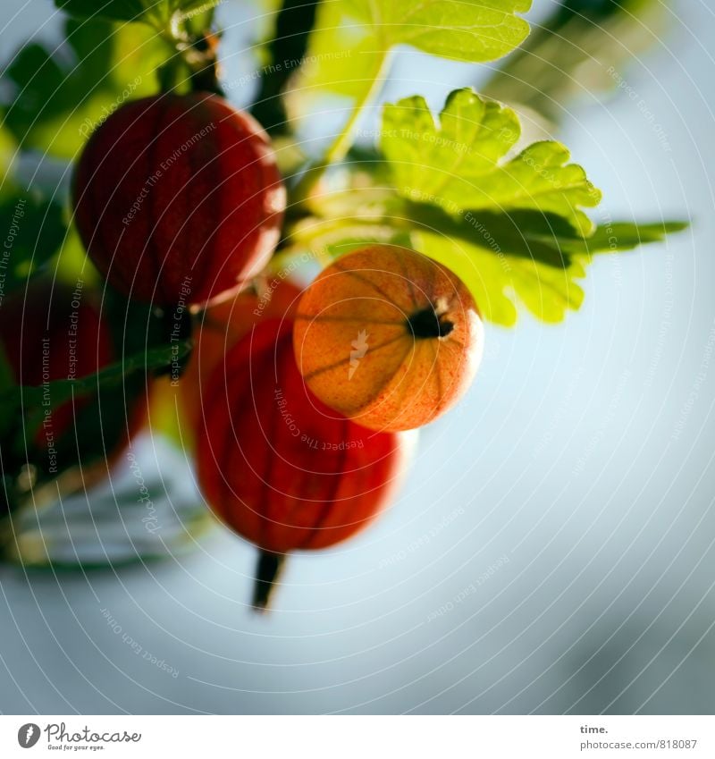 was sich die Natur so einfallen lässt Gartenarbeit Landwirtschaft Forstwirtschaft Umwelt Pflanze Schönes Wetter Blatt Nutzpflanze Stachelbeeren Ast