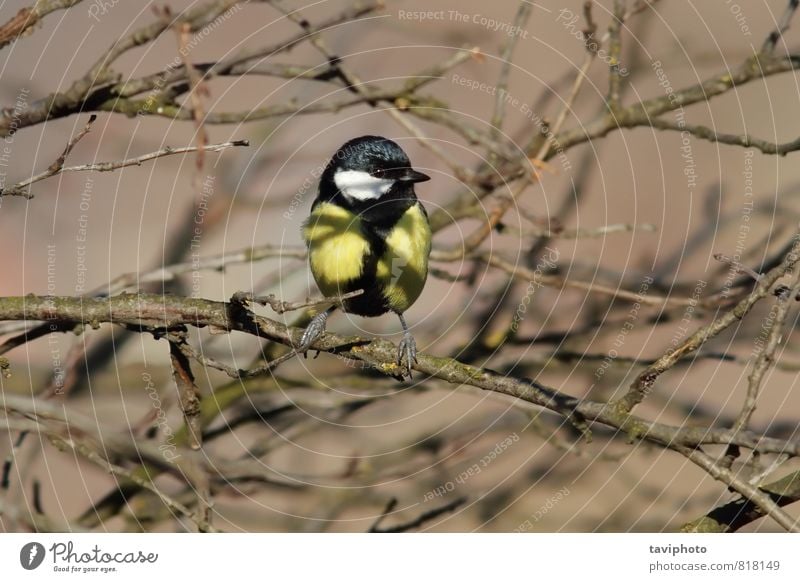 Kohlmeise schön Winter Garten Umwelt Natur Landschaft Tier Baum Wald Vogel sitzen klein natürlich niedlich wild gelb schwarz Titte Tierwelt Ast Zweig Prima