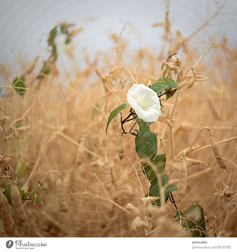 rapsody Natur Sommer Herbst Schönes Wetter Nutzpflanze Wildpflanze Feld authentisch trocken Kletterpflanzen Blüte weiß Rapsfeld Rapsanbau reif Ernte rhapsodie