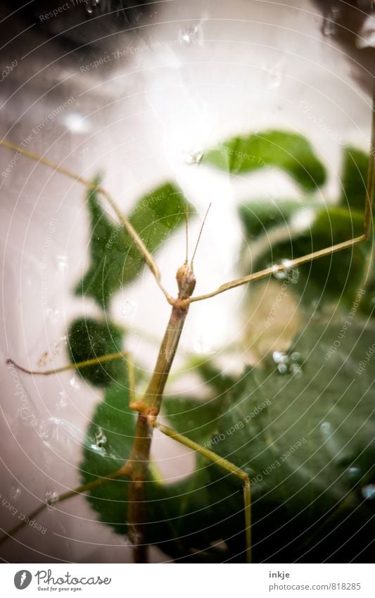 Sascha-Ulrike, unser Findelkind Blatt Tier Haustier Wildtier Stabheuschrecke Heuschrecke Insekt 1 Terrarium Folie Luftloch Glas beobachten hängen krabbeln