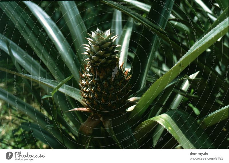 Anna nass Süden lecker Gesundheit Ananas Frucht Wut