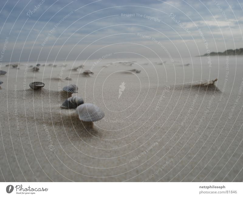 Muschelfeld Langeoog See Lee mehrere Strand Sturm Skelett Badestelle beige Ferne Hülle Sandbank Aerodynamik Küste Erde Deutschland amorph windschlüpfrig