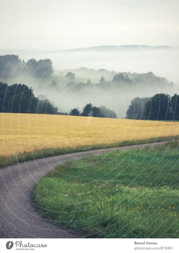 rechts ab Umwelt Natur Landschaft Pflanze Sommer Baum Gras Sträucher schön Wege & Pfade Nebel gelb grün Stimmung Kurve Farbfoto Außenaufnahme Menschenleer