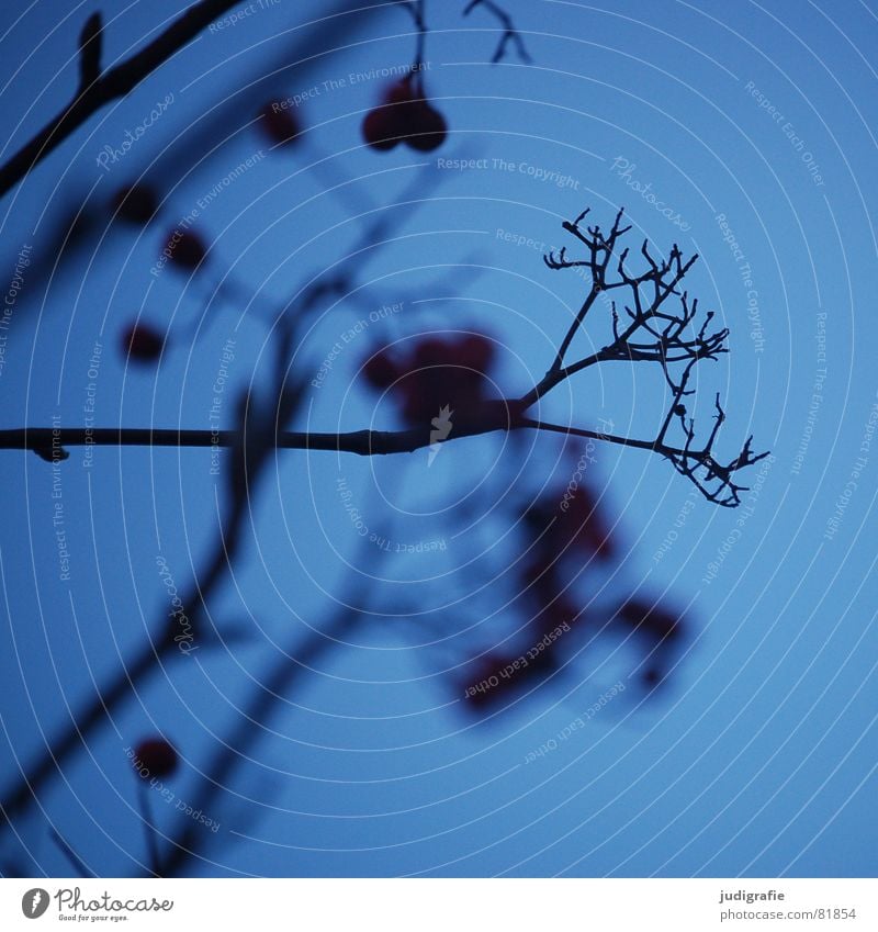 Winterblau Pflanze Sträucher fein Pflanzenteile Botanik Beeren Himmel Zweig Strukturen & Formen