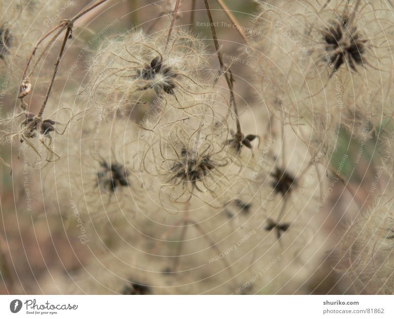 Flora elegant Freiheit Umwelt Natur Pflanze Baum Blume Gras Weiche Netz klein weich Leichtigkeit behutsam beige Botanik sensibel zerbrechlich geschmeidig leicht