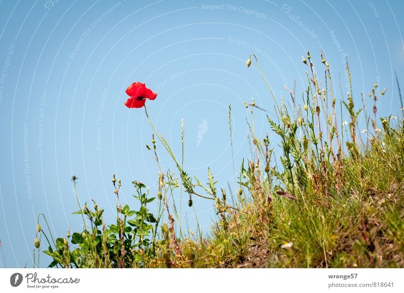 Hanglage Natur Pflanze Himmel Wolkenloser Himmel Sommer Schönes Wetter Blüte Mohn Mohnblüte Wiesenblume blau grün rot Berghang Böschung Wildpflanze Straßenrand