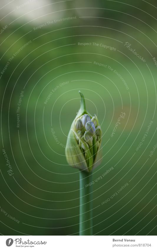 entfaltung Natur Pflanze Blume frisch grün Blüte Blütenknospen Beginn entfalten Garten Spitze klein Sommer Wachstum violett blau Stengel Jungpflanze Farbfoto