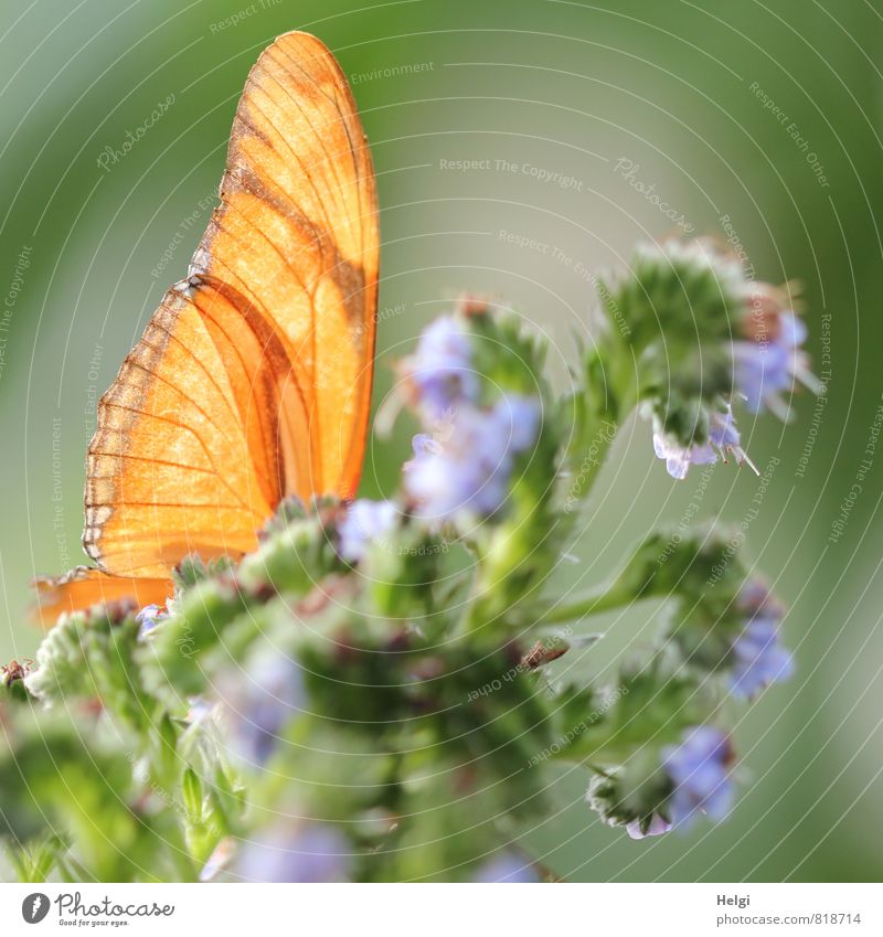 versteckt... Umwelt Natur Pflanze Tier Sommer Blume Blüte Schmetterling Flügel 1 Blühend ästhetisch außergewöhnlich schön einzigartig natürlich blau grau grün