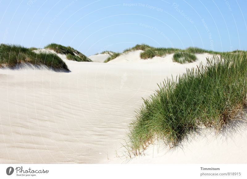 Eine Düne. Ferien & Urlaub & Reisen Umwelt Natur Landschaft Pflanze Urelemente Sand Himmel Wolkenloser Himmel Sommer Schönes Wetter Dünengras Nordsee Stranddüne