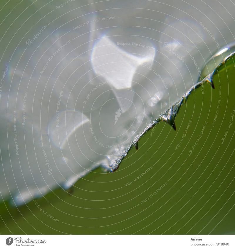 Blattsilber Natur Pflanze Wasser Wassertropfen Sträucher Brombeerblätter Garten glänzend leuchten grün Säge Sägebatt gezackt Zacken scharfkantig glitzern