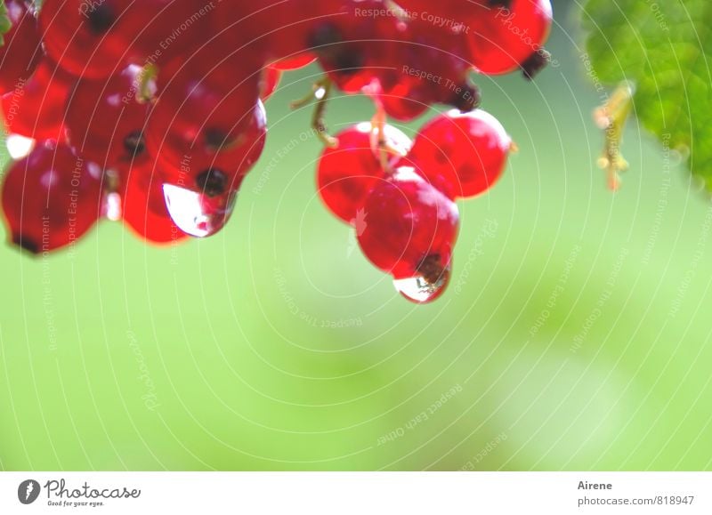 verschwommene Beeren Johannisbeeren Frucht Pflanze Wasser Wassertropfen Sträucher Nutzpflanze Beerensträucher Träuble Traubenfrucht Beerenfrucht Garten hängen