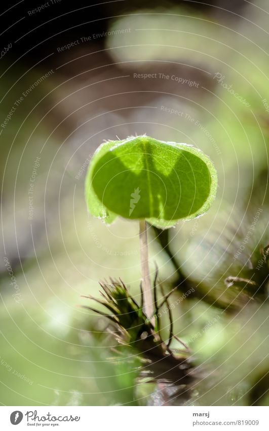 Batman`s Schatten Natur Pflanze Frühling Sommer Blatt Grünpflanze Wildpflanze waldklee Kleeblatt Hasenklee leuchten Wachstum ästhetisch außergewöhnlich dünn