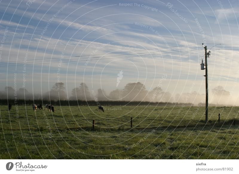 Herbstnebel Nebel Rind Kuh Fressen Weide Wiese Strommast Sonnenaufgang Freundlichkeit Wolken Erholung Außenaufnahme Gras Nebelschleier Schleier grün dunboyne