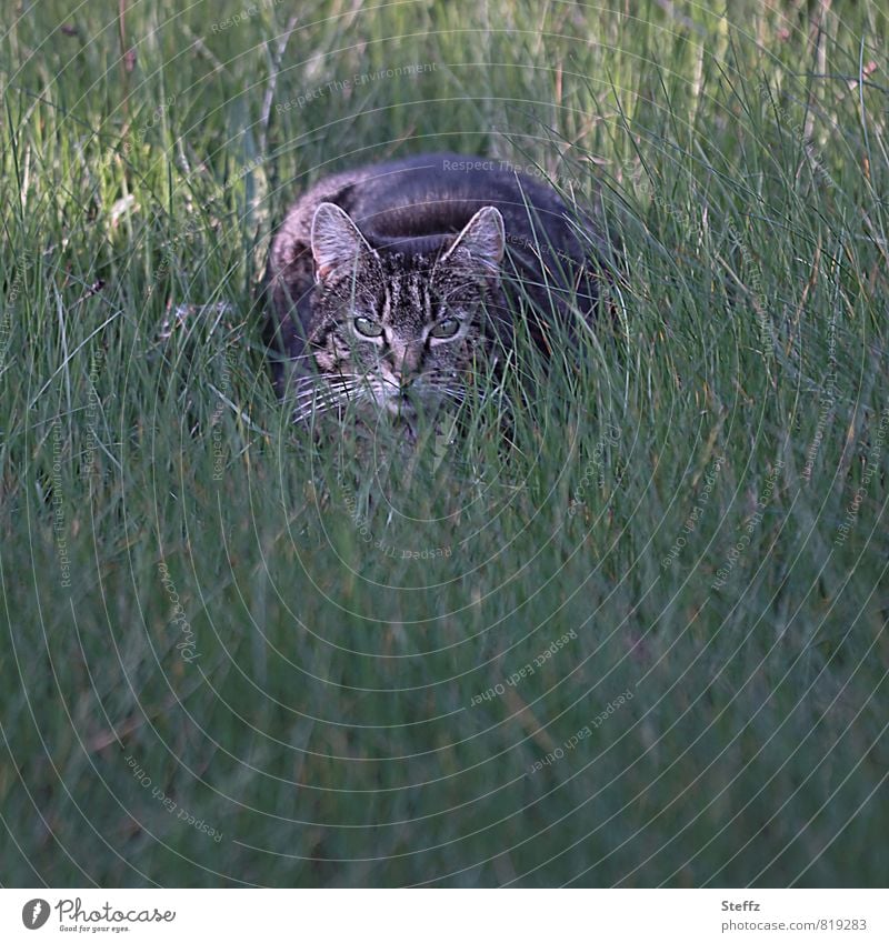 eine Katze auf der Lauer graue Katze Hauskatze Tiergesicht Haustier Misstrauen beobachten vorsichtig lauern wachsam achtsam fremd lauernd Anstarren