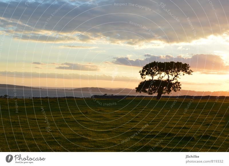 summer dream Umwelt Natur Landschaft Pflanze Wolken Sonnenaufgang Sonnenuntergang Sonnenlicht Schönes Wetter Baum Garten Park Feld ästhetisch authentisch