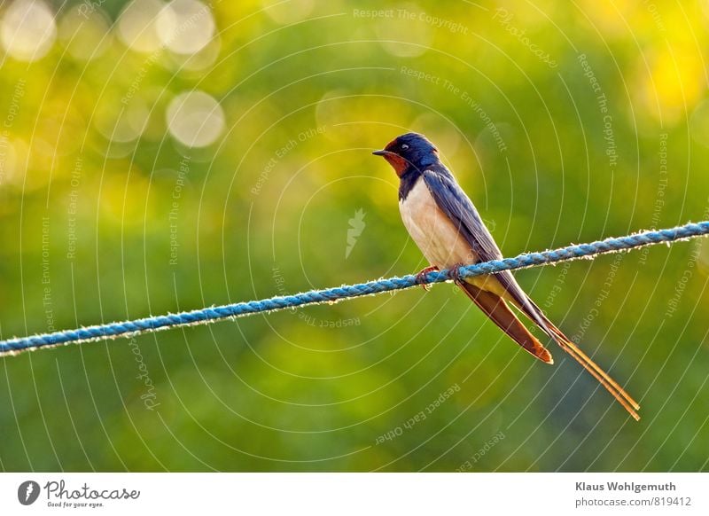 Rauchschwalbe sitz im Morgenlicht auf einer blauen Wäscheleine Umwelt Natur Tier Sonnenlicht Frühling Sommer Garten Wildtier Vogel Tiergesicht Flügel Krallen