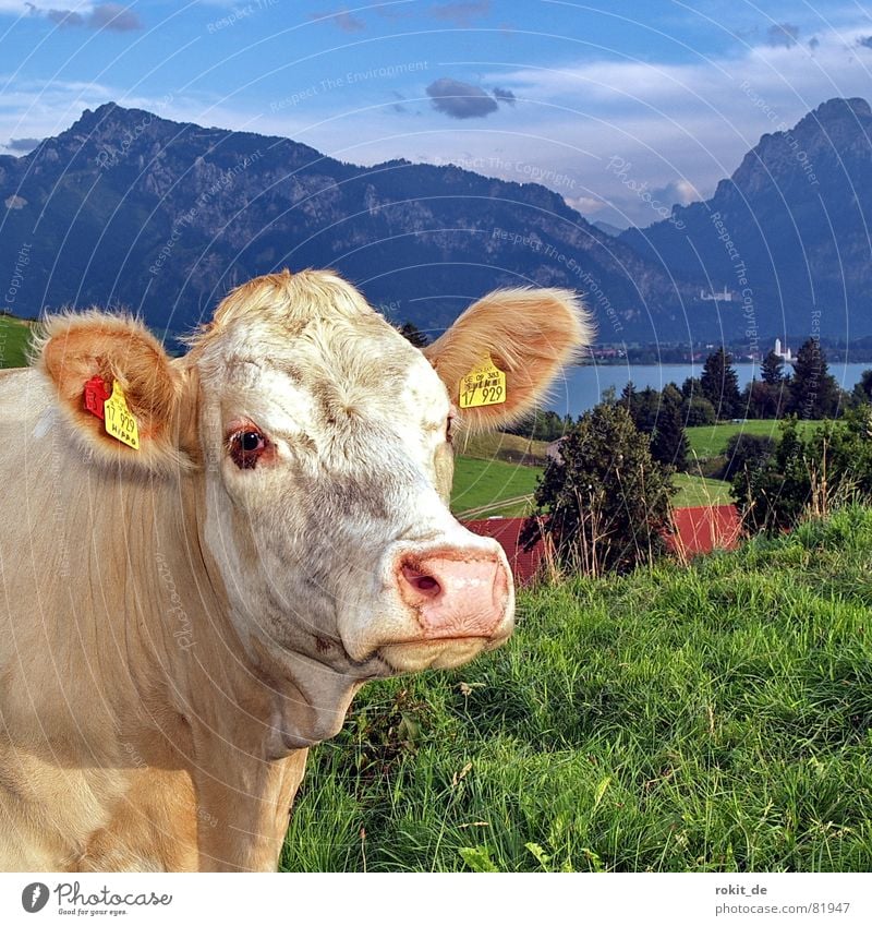 En goldisch Rindvieh Knopfauge Schloß Neuschwanstein Forggensee Milchkuh See Kuh niedlich Alm Allgäu Schnauze Knöpfe Gras Hügel Wolken feucht Fell Tegelberg