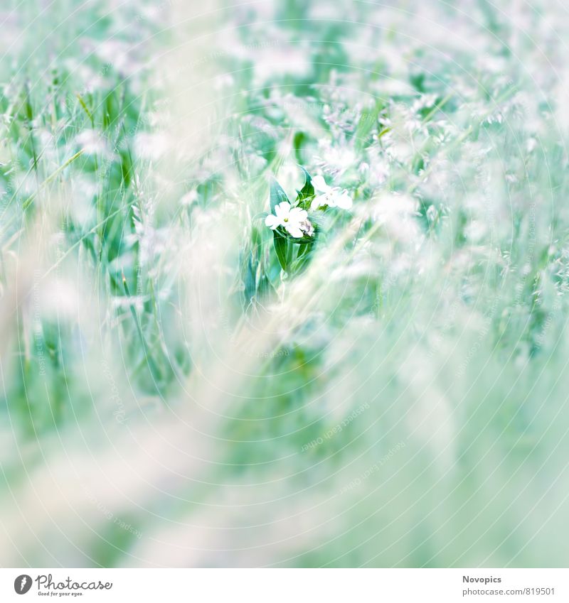 one of many Natur Landschaft Pflanze Blume Blatt Blüte Wildpflanze Wiese grün weiß Kreuzblütler Unschaerfe landscape planen maedow grassland bloom crucifer