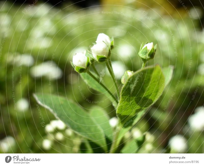 Frühling... Blume gelb gün weis schon