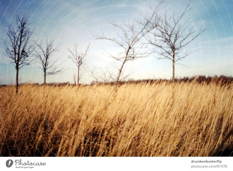 vor dem sturm Baum Einsamkeit Wiese Feld Stroh Gras Baumstamm beige Horizont abgelegen Mangel Winter Waldwiese Ast Himmel blau Wind karg Landschaft Ferne wenige