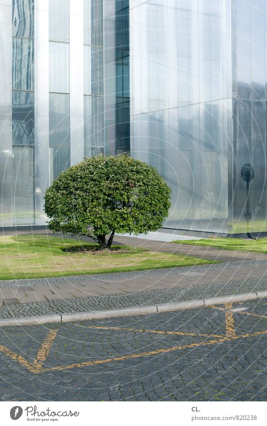 ohne titel Umwelt Natur Baum Gras Stadt Stadtzentrum Hochhaus Platz Bauwerk Gebäude Architektur Fassade Verkehrswege Wege & Pfade Wachstum Wandel & Veränderung