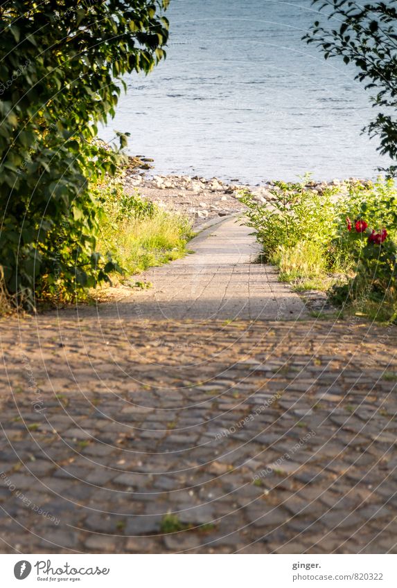 Geht's da zum Schatz der Nibelungen? Umwelt Natur Pflanze Wasser Sommer Schönes Wetter Blume Gras Sträucher Wärme blau braun grün Wege & Pfade Flussufer Rhein