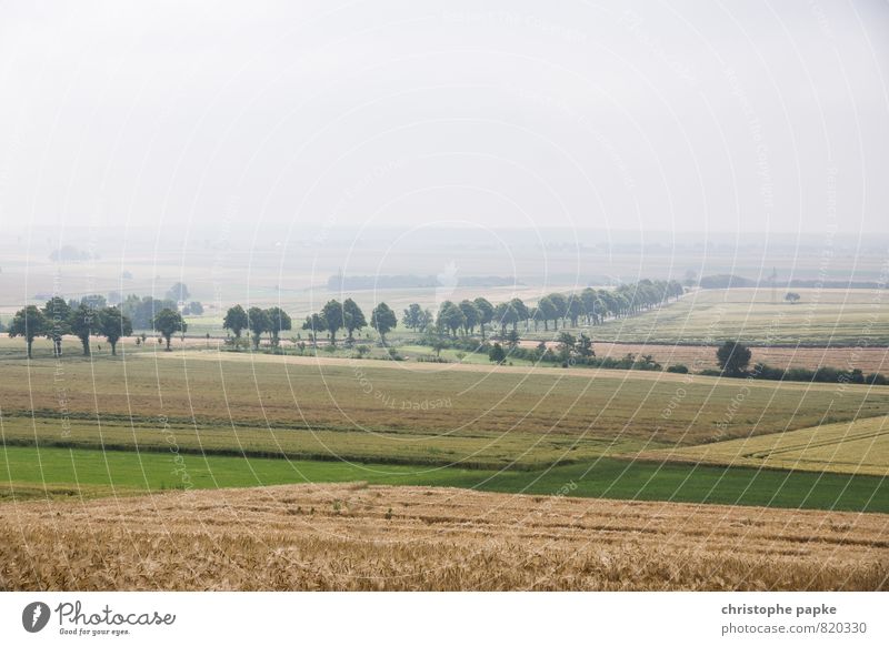 in the middle of nowhere Landschaft Wolkenloser Himmel Herbst Nebel Feld Verkehrswege Straßenverkehr Autofahren Wege & Pfade Allee trist Unendlichkeit Ferne