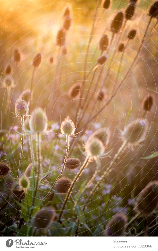 Dreamy Natur Landschaft Pflanze Sonnenaufgang Sonnenuntergang Sonnenlicht Sommer Sträucher Grünpflanze Wildpflanze Distel Kardendistel Feld leuchten stachelig