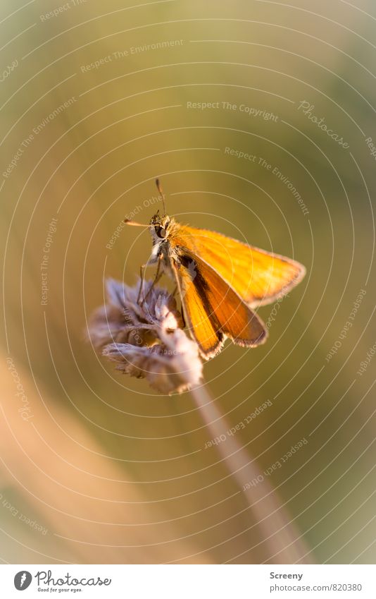 Entspannt | #200 Natur Pflanze Tier Sommer Gras Wiese Feld Schmetterling 1 Erholung sitzen Wärme braun gelb Stimmung Zufriedenheit Warmherzigkeit Gelassenheit