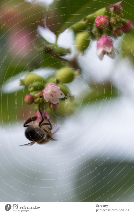 Kopfüber Natur Pflanze Tier Sträucher Blatt Blüte Park Biene 1 Blühend fliegen hängen Wachstum klein braun grün rosa Frühlingsgefühle Farbfoto Makroaufnahme