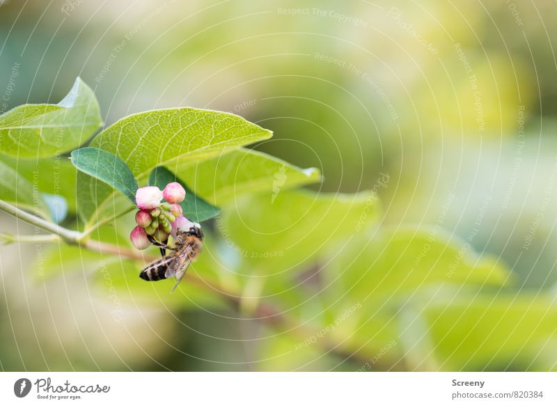 Abhängen Natur Pflanze Tier Sommer Sträucher Blatt Blüte Knallerbse Gewöhnliche Schneebeere Park Biene 1 Blühend fliegen Wachstum grün rosa weiß