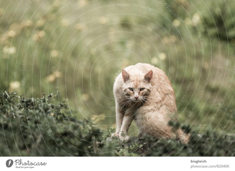 Roter Kater Gras Wiese Katze 1 Tier Blick sitzen weich braun grün achtsam Wachsamkeit Neugier Angst Farbfoto Außenaufnahme Menschenleer Textfreiraum oben Tag