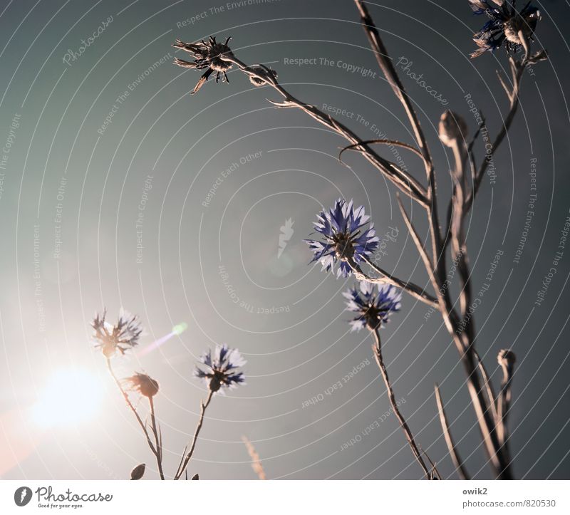 Blumensprache Umwelt Natur Pflanze Wolkenloser Himmel Sonne Sommer Klima Wetter Schönes Wetter Wärme Blüte Wildpflanze Kornblume Stengel Bewegung Wachstum dünn