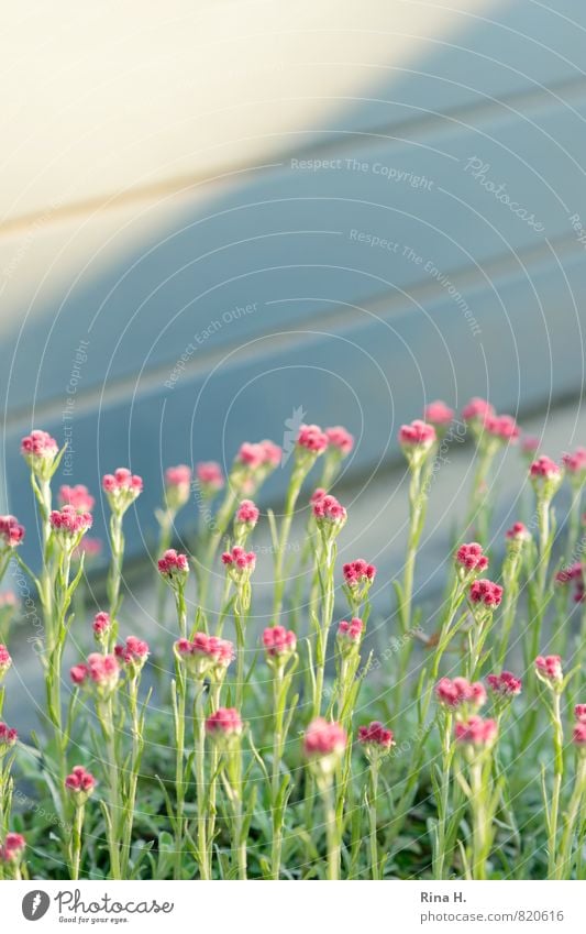 Blümchen an Holzhütte II Blume Garten Mauer Wand Blühend grau rosa Holzwand Farbfoto Außenaufnahme Textfreiraum oben Textfreiraum Mitte Licht Schatten