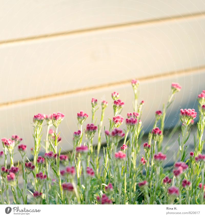 Blümchen an Holzhütte Sommer Blume Garten Mauer Wand Blühend Holzwand Farbfoto Außenaufnahme Menschenleer Textfreiraum oben Schwache Tiefenschärfe